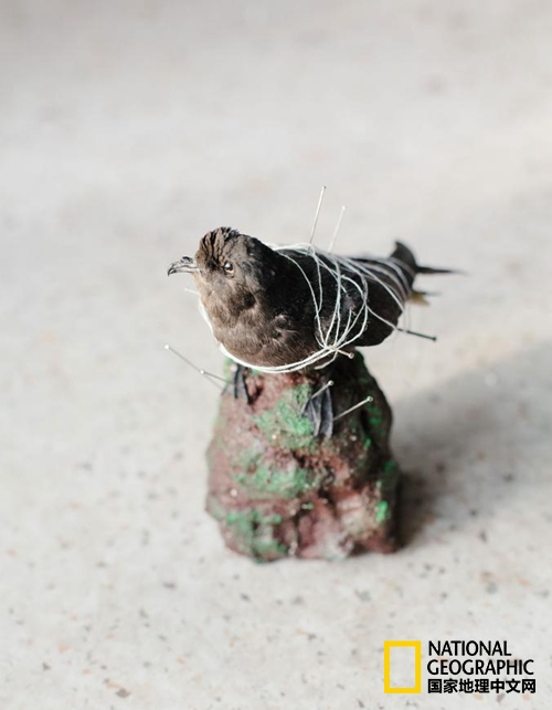 大西洋上的最美丽的小岛,大西洋上有一个苦逼的小岛