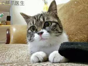 宠物去毛梳测评,猫毛梳测评真实