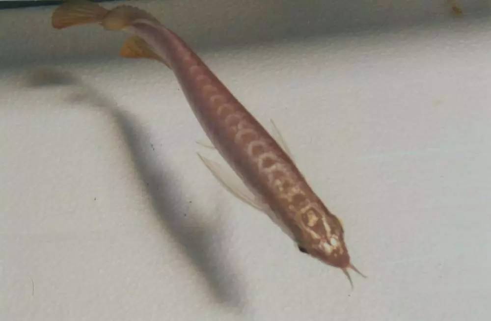 b级过背金龙一般价格多少,顶级蓝底过背金龙欣赏