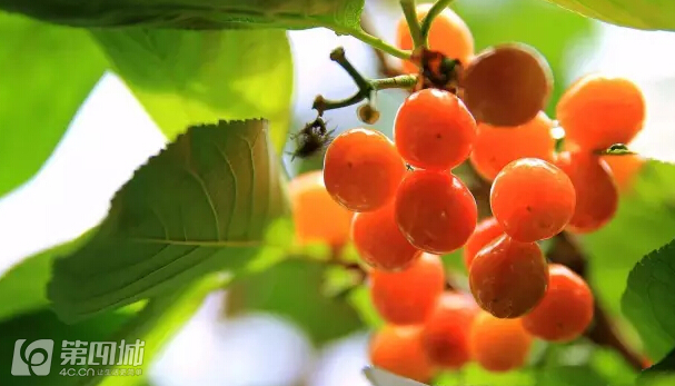 成都龙泉樱桃采摘地点附近,成都樱桃枇杷都能摘的地方