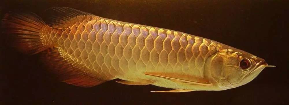 b级过背金龙一般价格多少,顶级蓝底过背金龙欣赏