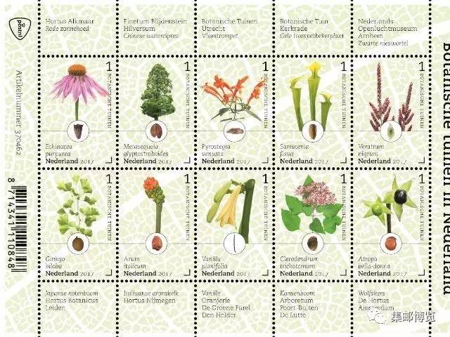 外邮速报｜这些濒危植物您见过吗？