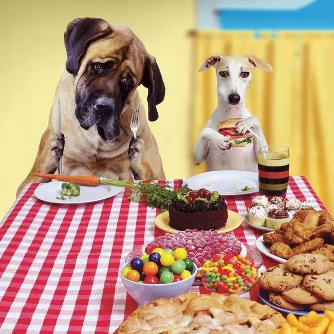 给狗喂饭要喂多少,给狗刷牙的知识