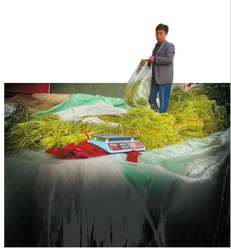 2021年山东蒜薹价格最低批发价,今年蒜薹产量和价格创历史新高