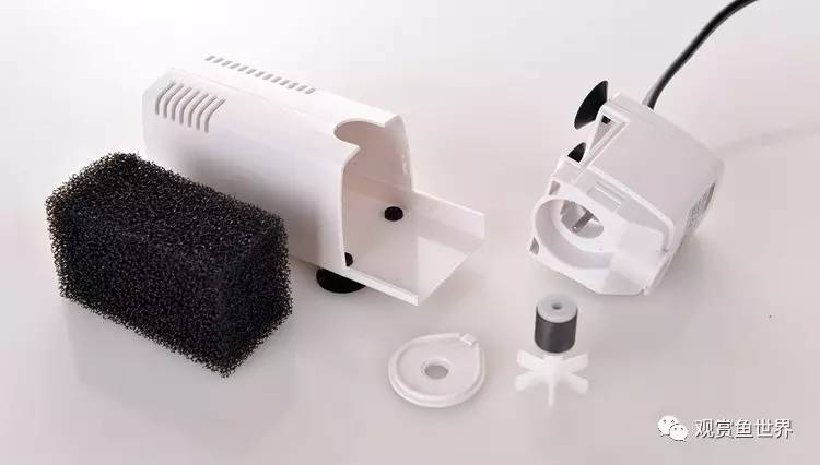 原生水陆缸开缸过程,超美摄影师