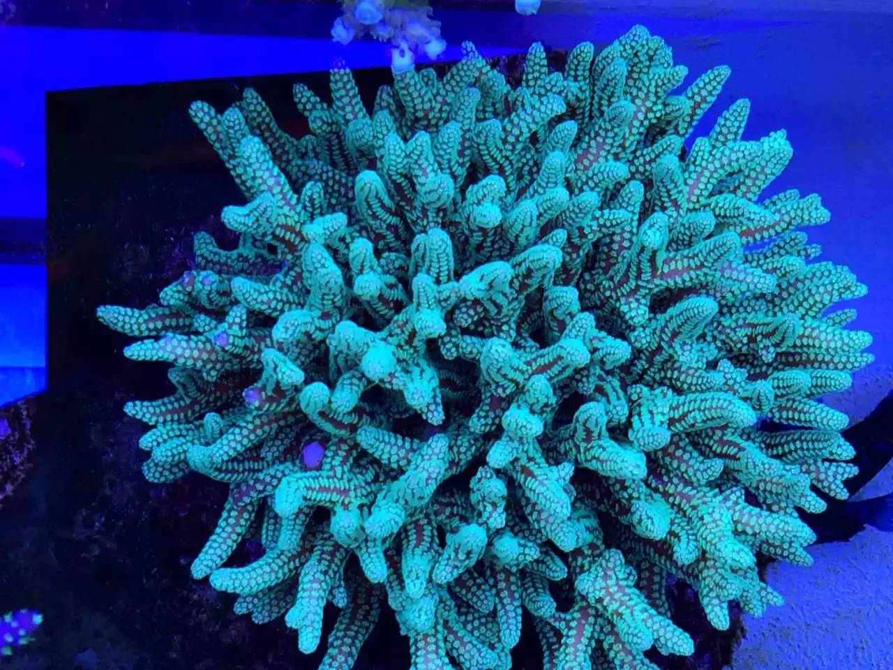 自来水+SPS+屌丝=？