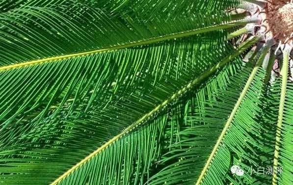 小米5爆屏图片,小米5真机谍照曝光