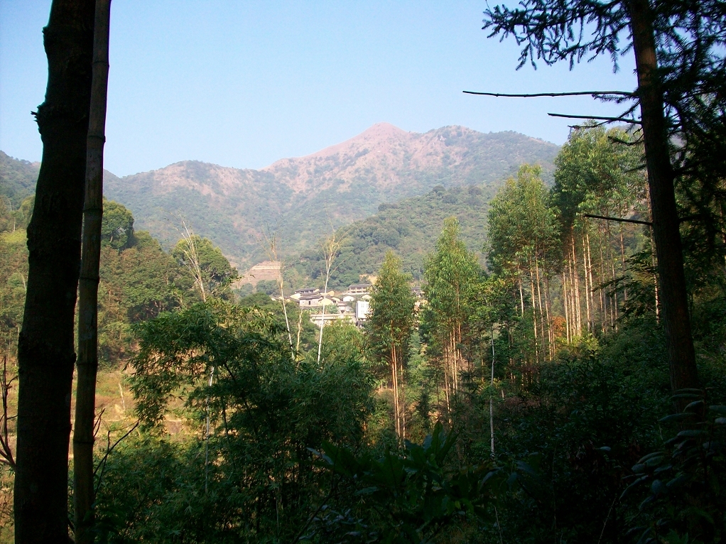 中国桂圆之乡广西博白,广西博白县桂圆柚之乡