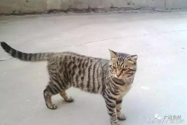 土猫宁愿晒太阳，也懒得理主人的呼唤