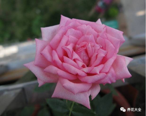 最美最高端的30款月季 (十种绝美的月季)