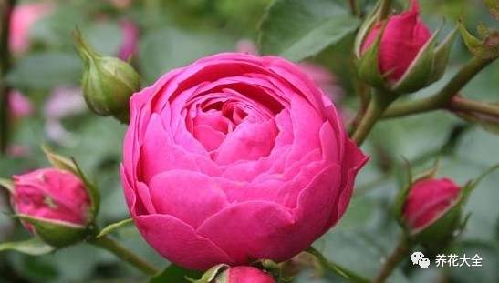 最美最高端的30款月季 (十种绝美的月季)