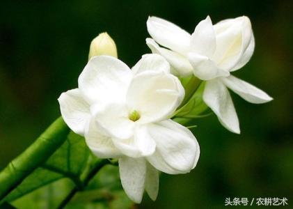 中草药栀子产地,中草药栀子价格