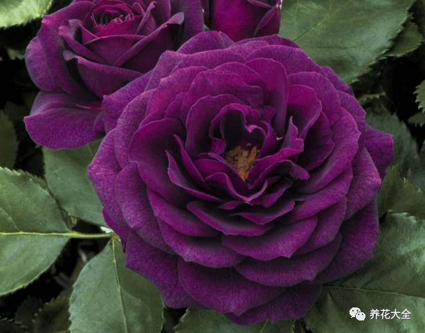 最美最高端的30款月季 (十种绝美的月季)