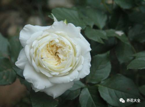 最美最高端的30款月季 (十种绝美的月季)