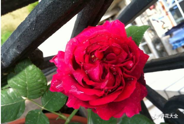 最美最高端的30款月季 (十种绝美的月季)