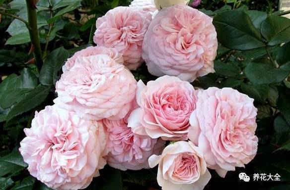 最美最高端的30款月季 (十种绝美的月季)