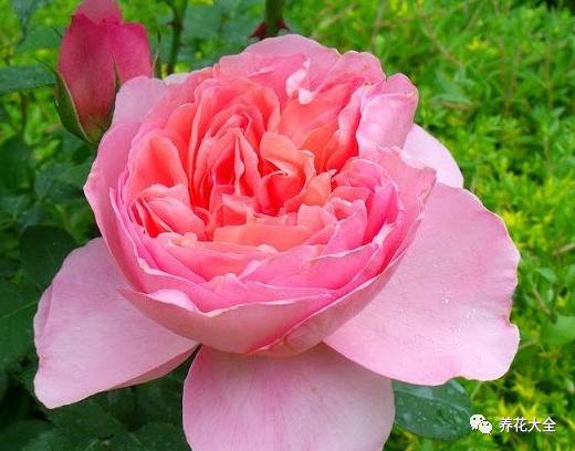 最美最高端的30款月季 (十种绝美的月季)