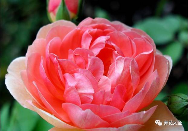 最美最高端的30款月季 (十种绝美的月季)