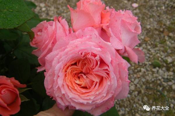 最美最高端的30款月季 (十种绝美的月季)