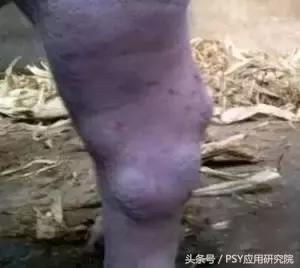 猪败血性链球菌病怎么治疗,猪关节炎型链球菌病怎样治疗最好