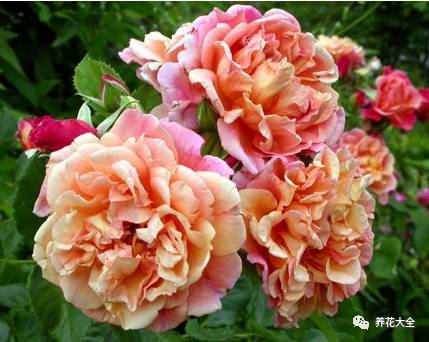 最美最高端的30款月季 (十种绝美的月季)