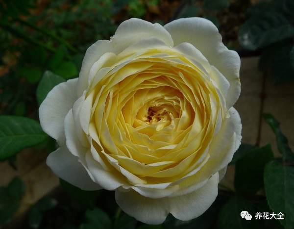 最美最高端的30款月季 (十种绝美的月季)