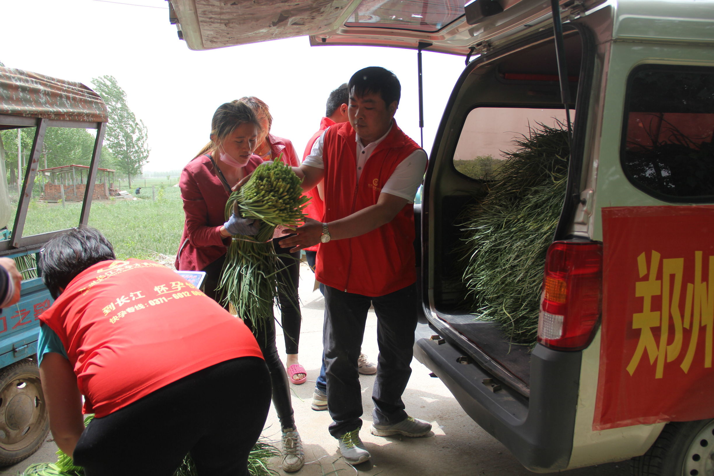 河南蒜薹最新消息,河南蒜薹滞销
