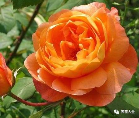 最美最高端的30款月季 (十种绝美的月季)