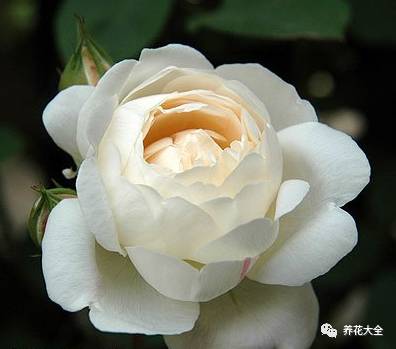 最美最高端的30款月季 (十种绝美的月季)