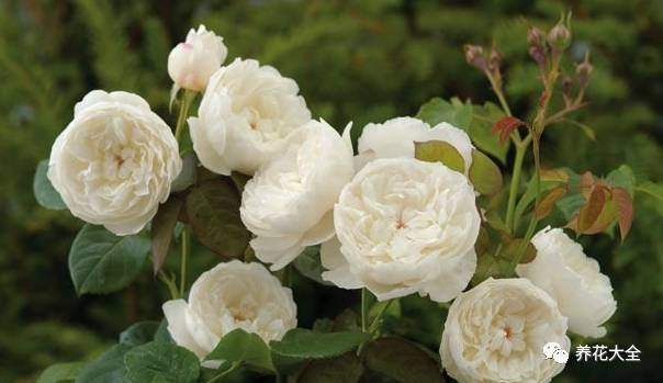 最美的十款月季品种推荐 (十种绝美的月季)