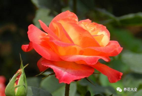 最美的十款月季品种推荐 (十种绝美的月季)