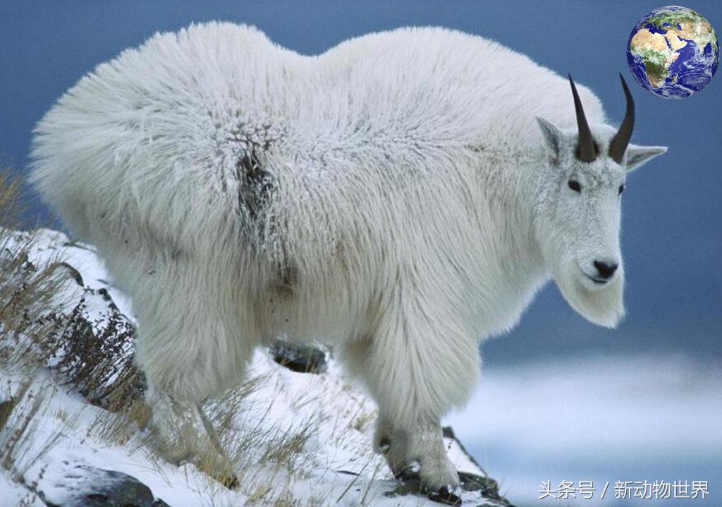 羊是牛科动物还是植物,羊是反刍性动物吗