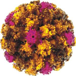 得了hpv是不是就得了宫颈癌,HPV是导致宫颈癌的唯一因素吗