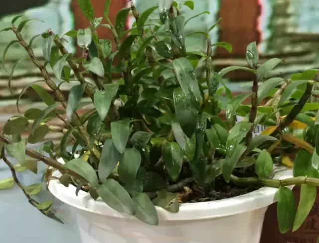 你真的了解铁皮石斛吗,关于铁皮石斛知识