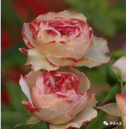 最美最高端的30款月季 (十种绝美的月季)