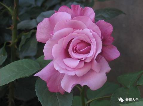 最美的十款月季品种推荐 (十种绝美的月季)