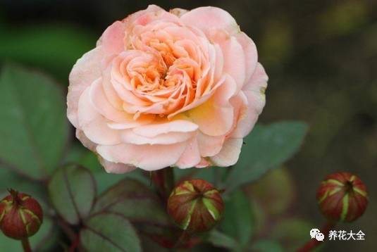 最美最高端的30款月季 (十种绝美的月季)