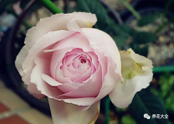 最美最高端的30款月季 (十种绝美的月季)