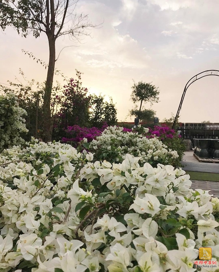迪拜最大花卉市场在哪里,迪拜有几个花卉市场