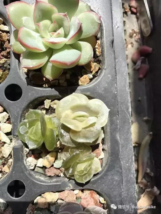 敲警钟安全行,室内喷杀虫剂对多肉有影响吗