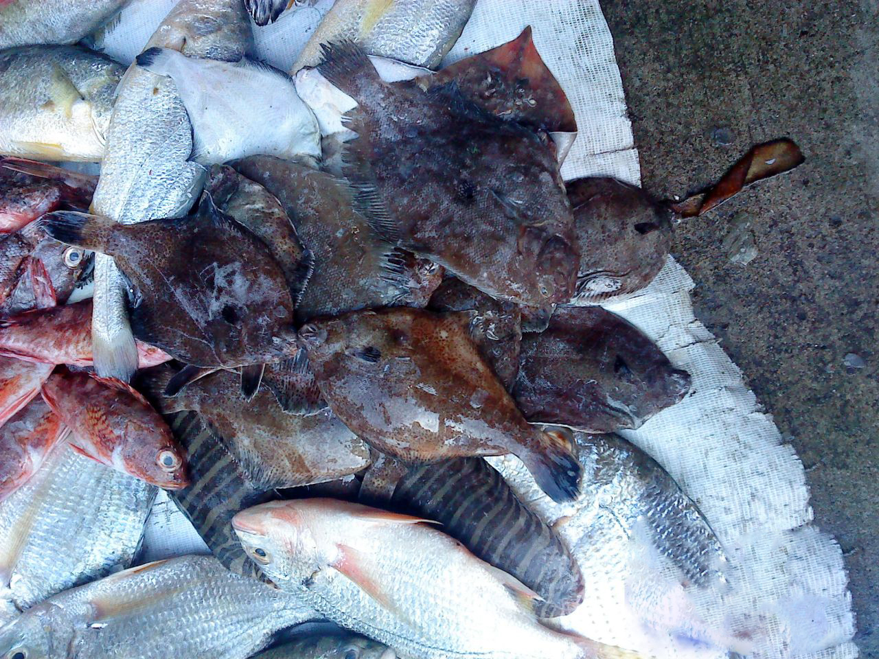 海钓常见钓法大全集,海钓各种鱼种钓法