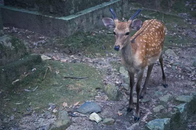 日本旅行游记,旅行千万不要和什么人一起