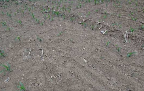 玉米出苗不全是啥原因,玉米出苗早晚不一致是什么原因