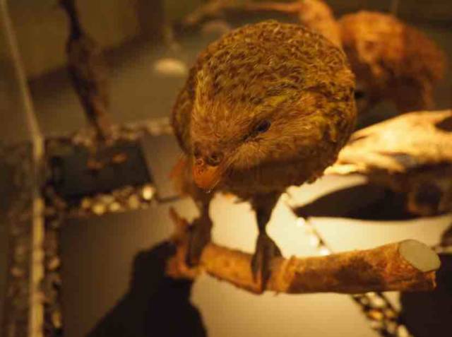 世界上有一种鸟永远不会落地,这世界上有一种鸟笨鸟先飞