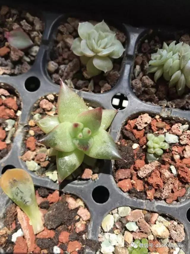 杀虫气雾剂能给多肉喷小黑飞吗,给多肉喷杀虫剂浓度高了有影响吗