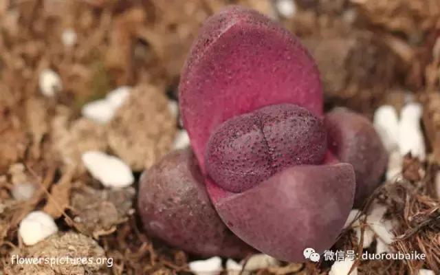 敲警钟安全行,室内喷杀虫剂对多肉有影响吗