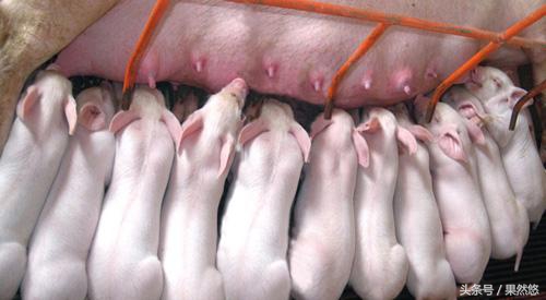 猪蓝耳和伪狂犬能治好吗,蓝耳伪狂犬传染