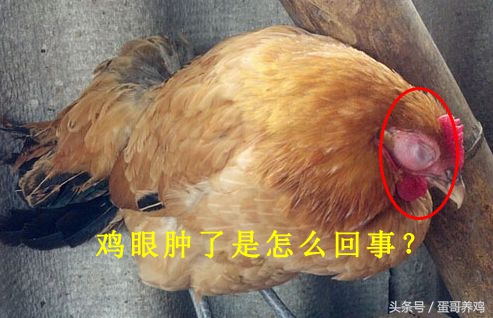 养鸡鸡爪肿了怎么回事,养鸡鸡爪弯曲是什么病的症状