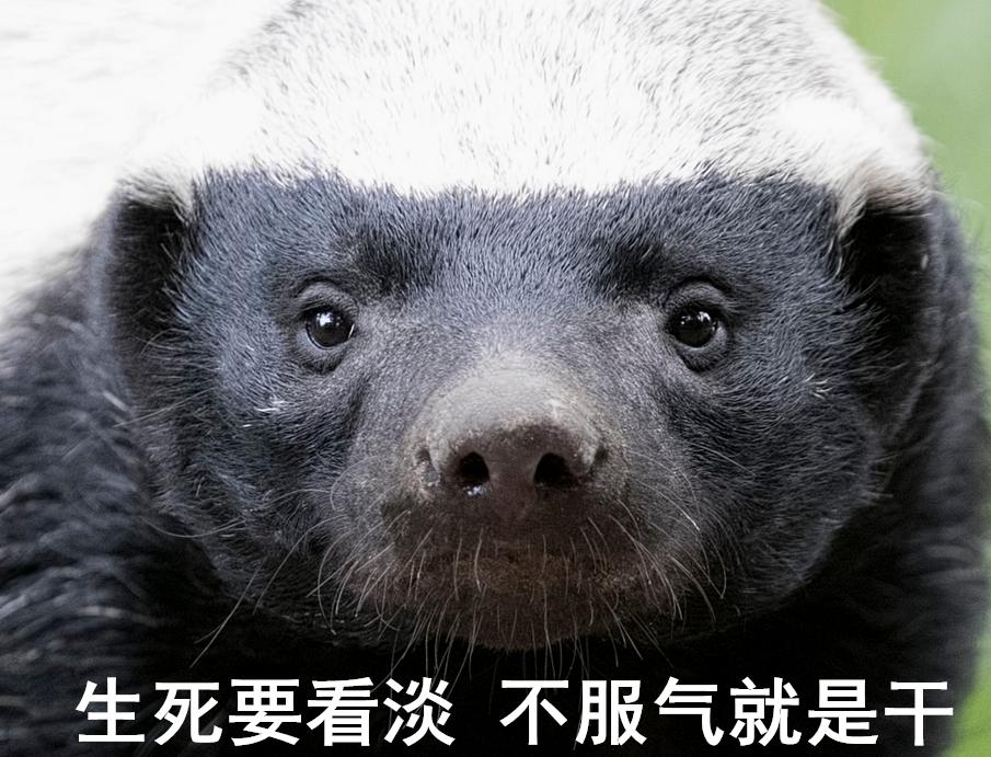 动物蜜獾的好斗史,蜜獾的习性特征