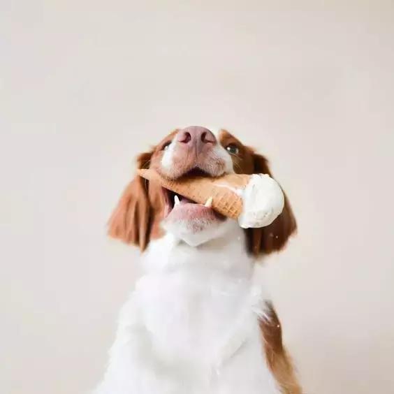 狗狗绝对不能吃的有哪些东西,宠物狗狗不能吃哪些东西